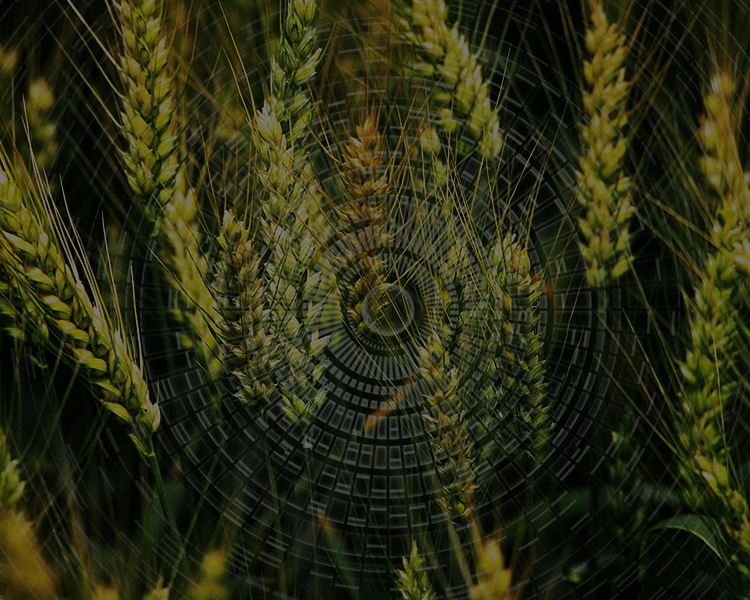 作物种植数据